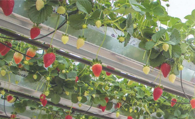 Monitoring temperatury, wilgoci i oświetlenia w szklarni