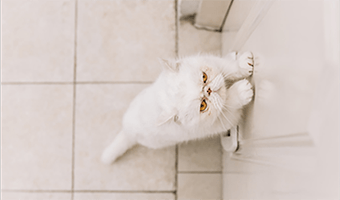 Monitorowanie zwierząt w domu i mieszkaniu