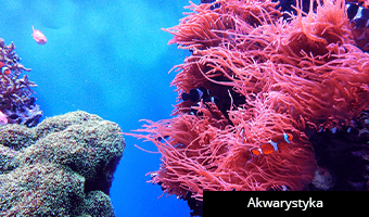 Pomiar EC i pH w akwariach